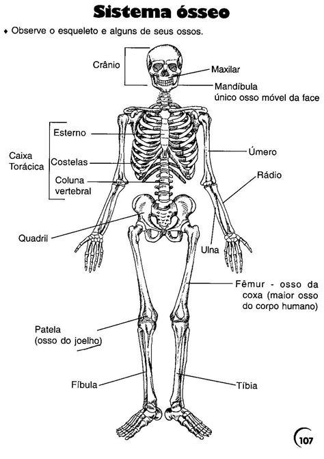 Desenhos De Ossos Do Corpo Humano Braincp