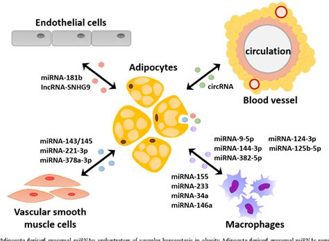 Figure 1 From Perivascular Adipose Tissue And Adipocyte Derived