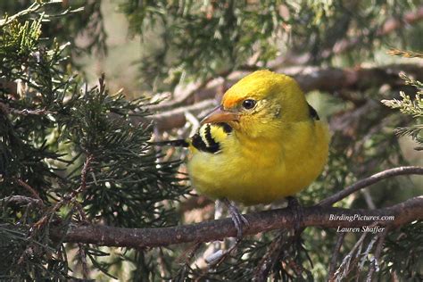 Western Tanager – Birding Pictures