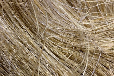 Hemp Fiber Stock Photos, Pictures & Royalty-Free Images - iStock