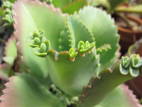 Mudas De Suculenta Aranto Kalanchoe Laetivirens Elo