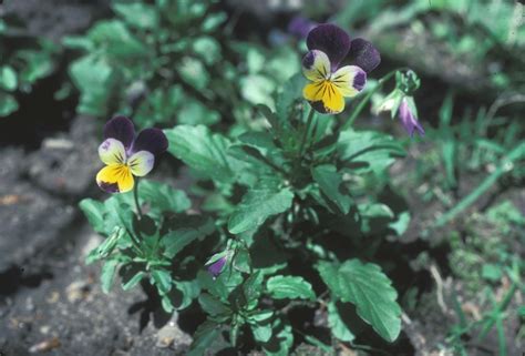 Viola Tricolor Garden Violet Go Botany