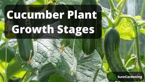 5 Cucumber Plant Stages Of Growth Seed To Harvest