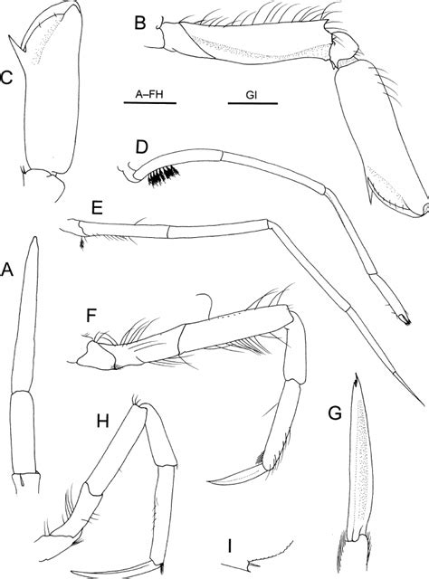 Metacrangon Rau Sp Nov Holotype Male Cl 5 4 Mm Niwa 6329 A