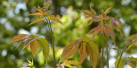 Mexican buckeye - seasonal development, description, general ...