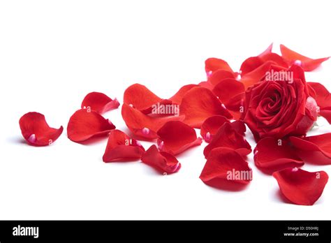 Red Rose Petals Isolated Stock Photo Alamy