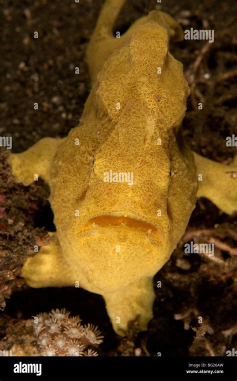 Giant Frogfish Antennarius Commersoni Lembeh Strait North Sulawesi