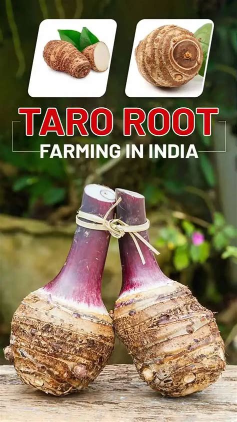 Taro Root Farming Cultivation Tips And Health Benefits Of Taro