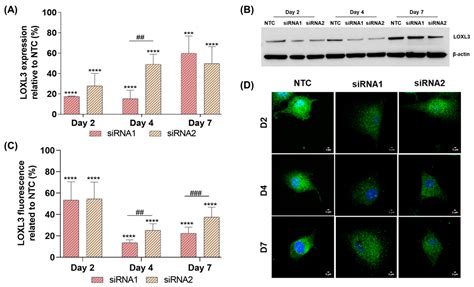 Ijms Free Full Text Loxl3 Silencing Affected Cell Adhesion And