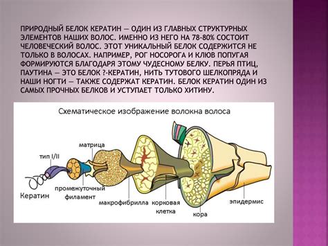 Кератин в волосах и восстановление волос - презентация онлайн