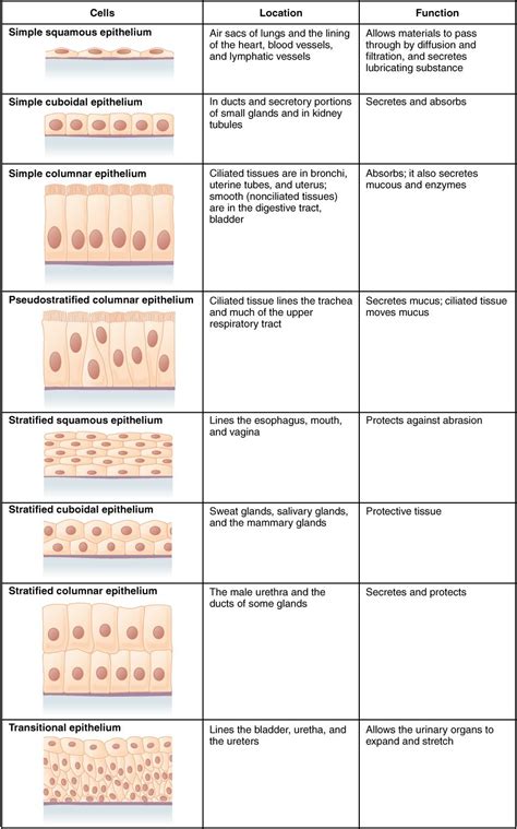 Anatomy And Physiology Tissue Worksheet Answers Anatomy Worksheets