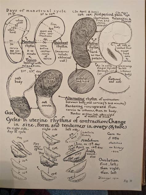 Human Sex Anatomy A Topographical Hand Atlas Second Edition Robert