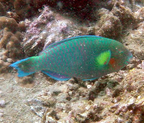 Surf Parrotfish Scarus Rivulatus Chaloklum Diving Koh Phangan