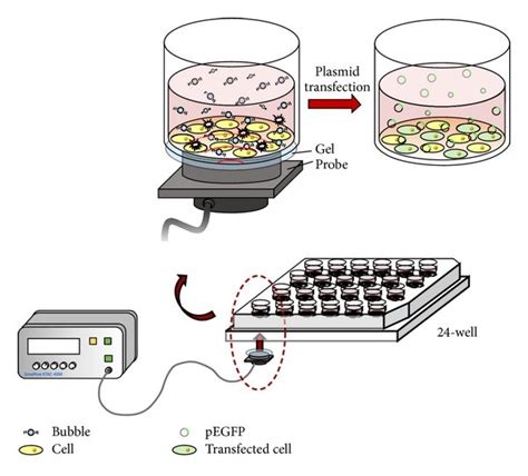 Experimental Setup For Ultrasound Mediated Gene Transfer In Vitro