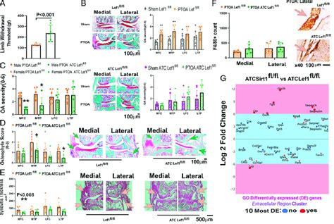 Cartilage Specific Lef1 Ablated Mice Exhibit Less Severe Posttraumatic