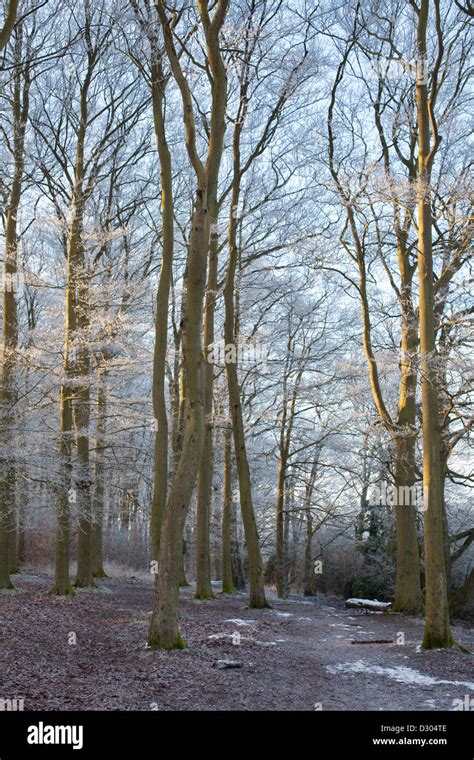 Frosty Beechwoods Beech Trees In Winter Stock Photo Alamy