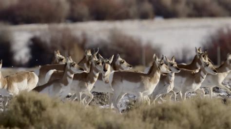 Path Of The Pronghorn Documentary On Vimeo