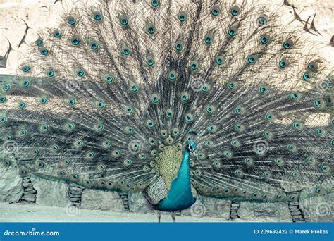 Portrait Of Beautiful Peacock With Feathers Out Stock Photo Image Of