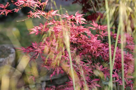 Acer Palmatum Pink Passion Thomas Cunningham Flickr