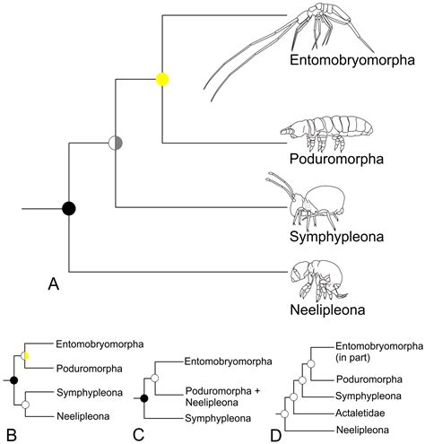 Diversity Free Full Text The Evolution Of Collembola Higher Taxa