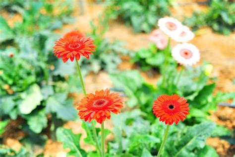 Genting Strawberry Leisure Farm, come enjoy fresh strawberries at this ...