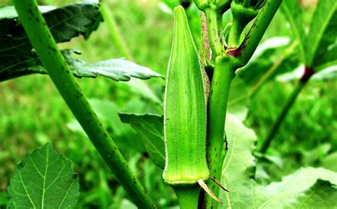 Planting, Growing, and Harvesting Okra Plants- Charismatic Planet