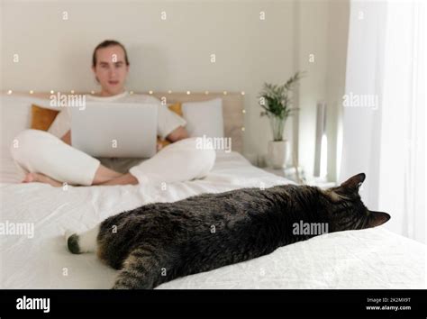 Cat sleeping in bed Stock Photo - Alamy