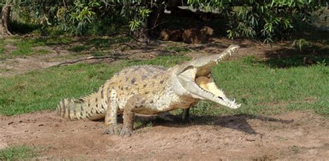 Orinoco Crocodile The Parody Wiki Fandom Powered By Wikia