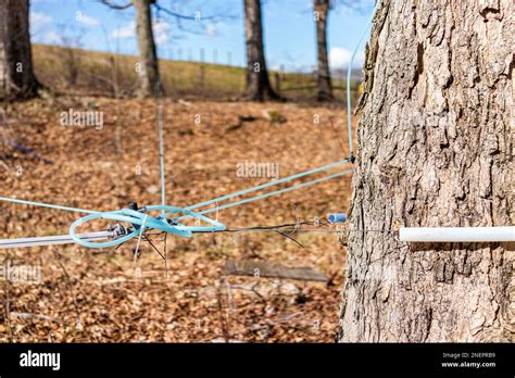 Maple Syrup Taps Tubing On Maple Trees Collecting Sap With Tubes