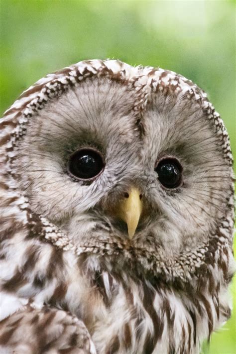 Ural Owl Free Stock Photo - Public Domain Pictures