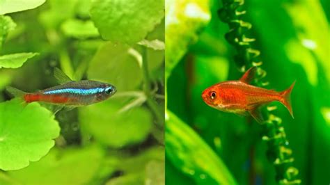 Neon And Ember Tetras Co Existence Care Feeding More