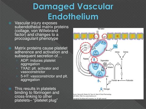 Ppt The Hemostatic System As A Modulator Of Atherosclerosis