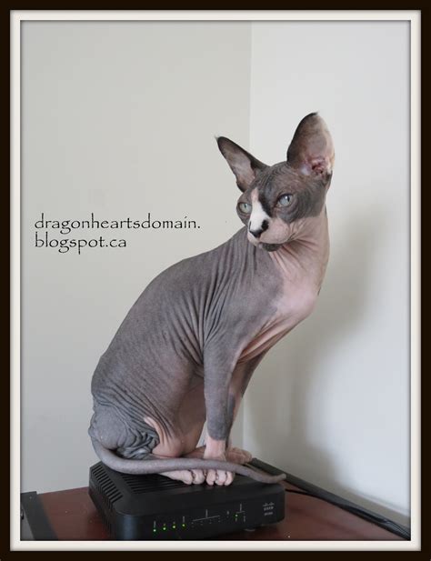 Chat Aux Sphynx: Frootbat Friday: Dragonheart