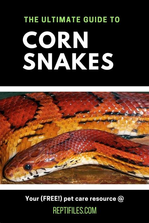 Corn Snakes Make Perfect Beginner Level Pets Learn Everything You Need