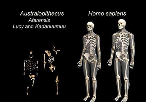 Did Humans Evolve To Live In Pairs Timothy S Y Lam Museum Of