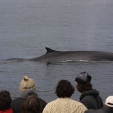 Finback Whale Photo Gallery | Dolphin Fleet Whale Watch