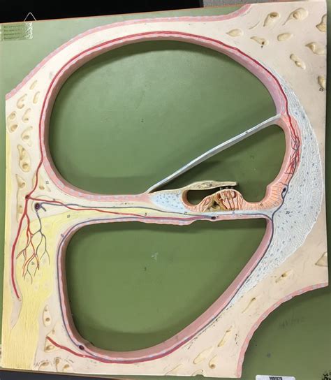 organ of Corti Diagram | Quizlet