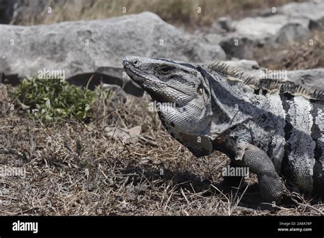 Ctenosaura Similis Black Spiny Tailed Iguana Native To Mexico With Red