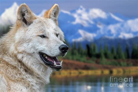 Mackenzie Valley Wolf Photograph by Arterra Picture Library - Pixels