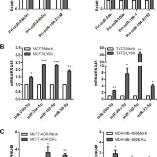 Validation of primary and mature miRNAs induced by LY6K or ERα A