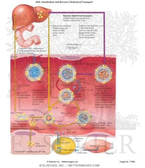 HDL Metabolism and Reverse Cholesterol Transport