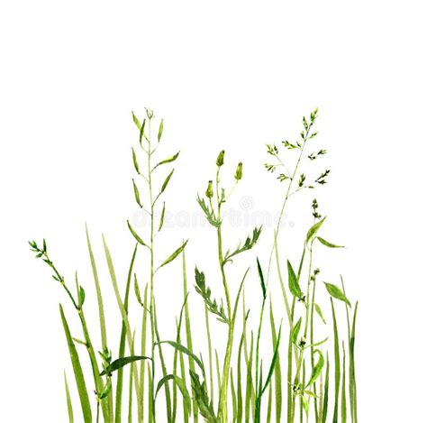 Watercolor Drawing Green Grass Stock Illustration - Illustration of ...