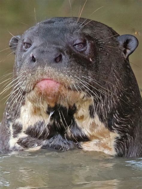 Lontra Gigante Ariranha Aquele Mato