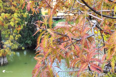 高雄景點 凹子底森林公園 優美的落羽松湖景 Sweet Tina 樂在生活分享