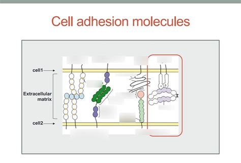 Diagram Of Cells Adhesion And Recognition Quizlet