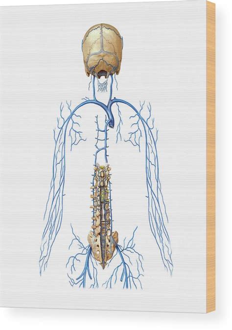 Rib Veins And Vertebral Venous Plexus Wood Print By Asklepios Medical