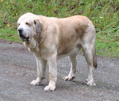 The Spanish Mastiff - The Academic Hound