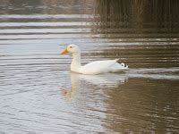 GOOD MORNING SOLOGNE ETANG DES AISSES