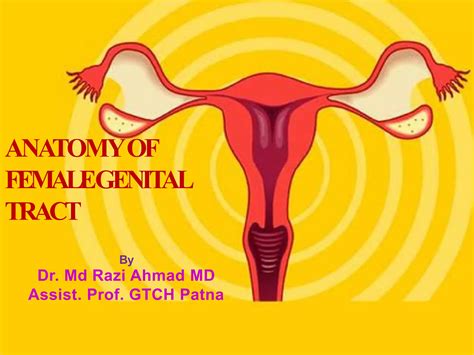 Basics Of Female Genital Organ Ppt