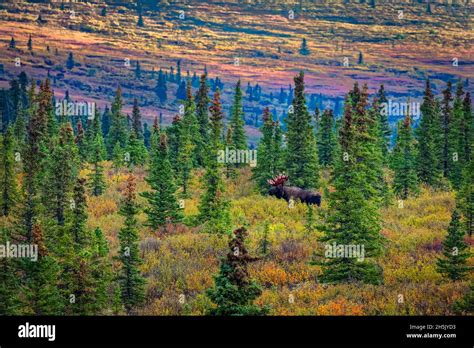 Bull Moose Alces Alces In A Boreal Forest With Autumn Coloured Tundra